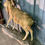 Thumbnail: #269A Urial