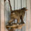Thumbnail: #045 Baboon