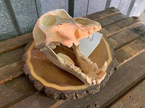 #345 Baboon Skull