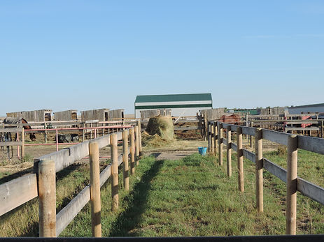 CHS Farm 2013_228.JPG