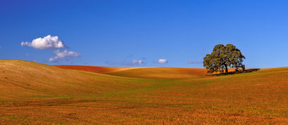 Hügellandschaft und einzelner Baum im Süden Portugals