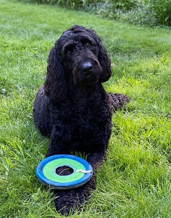Frisbee tilted head