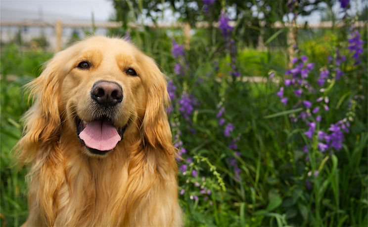 Smiling golden