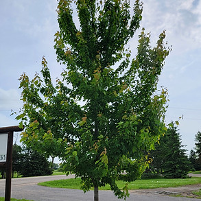 Firefall Maple_edited.jpg