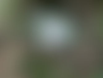 5月の里山の花たち