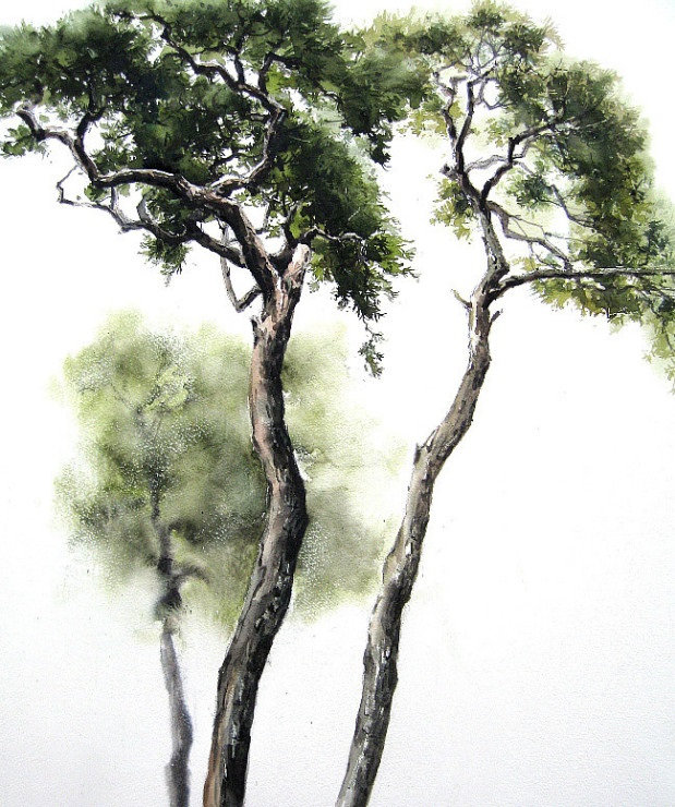 The Korean Red Pine for Happy, Healthy Hair