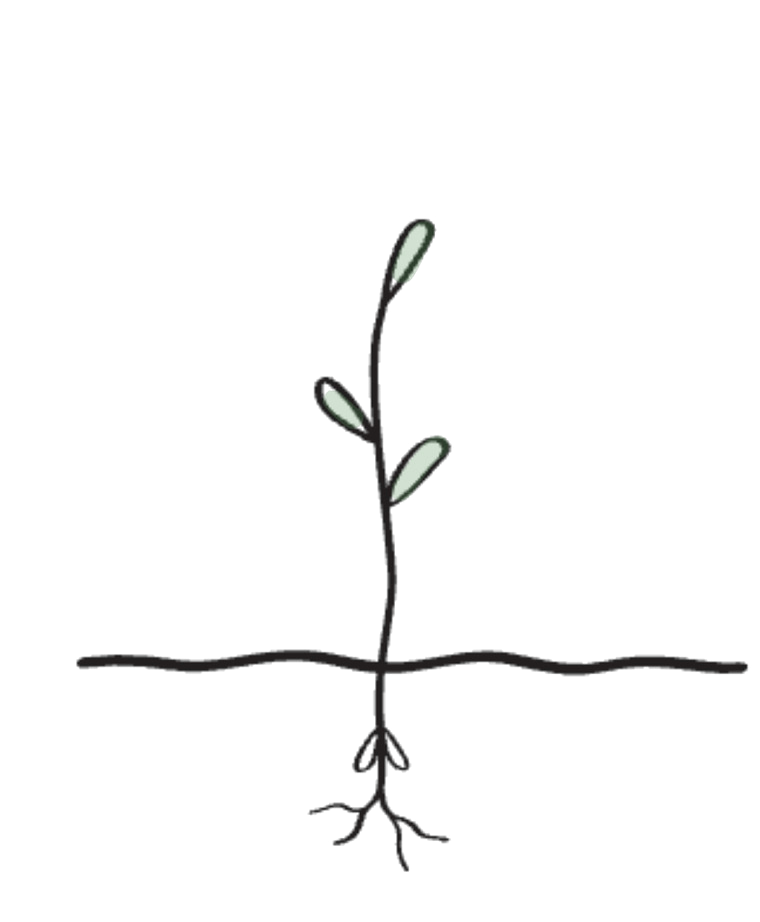 bloom-5-entfalten.png