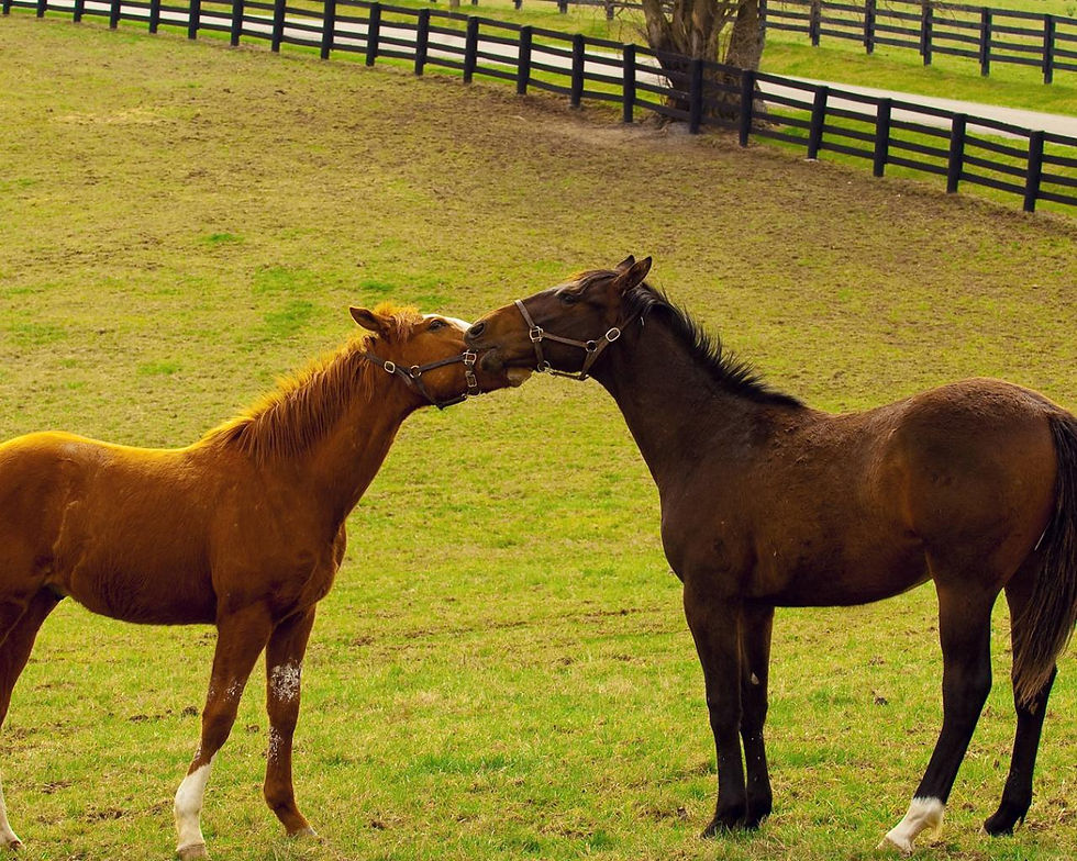 Horses