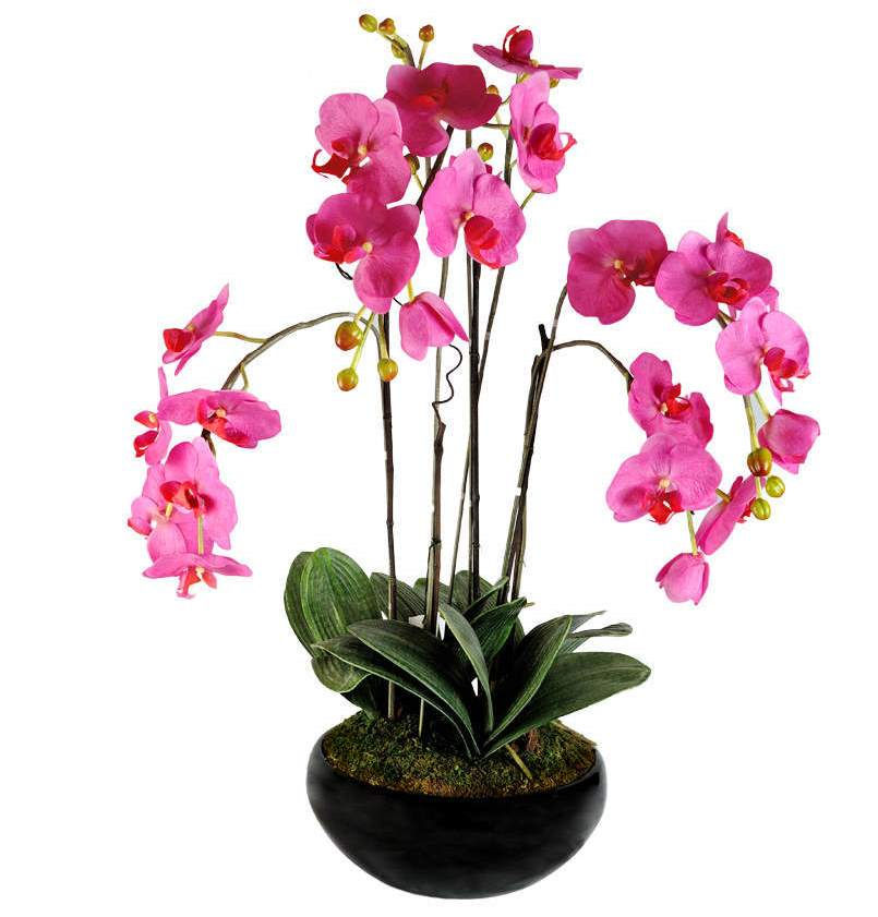 Pink orchid