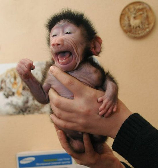 Newborn monkey