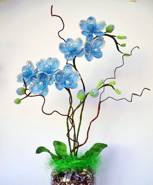 Blue orchid