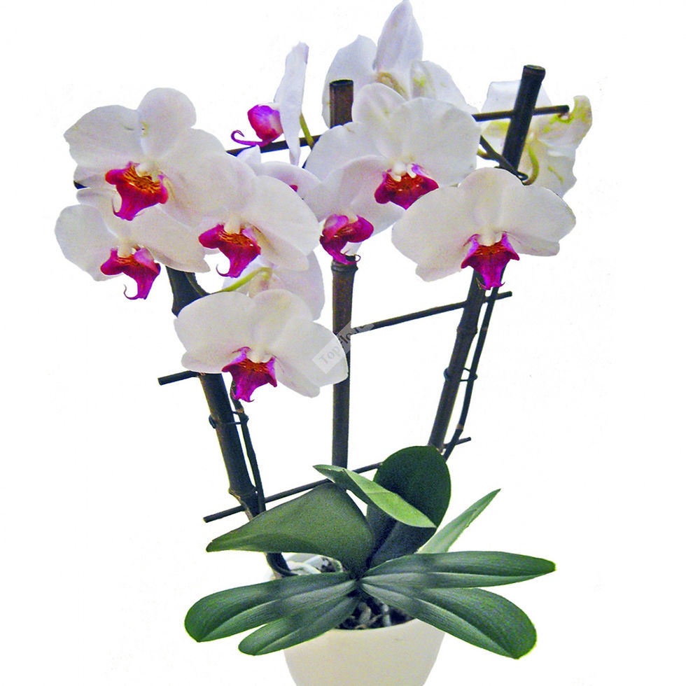 White orchid