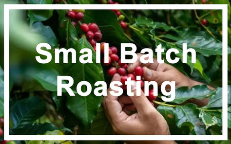 Small batch roasting logo with coffee beans being picked by hand in the back ground