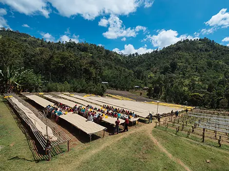 Discover Kateshi Coffee Estate – Anaerobic Natural from Zambia