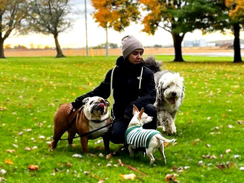 MVZ con tres perros.