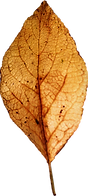 Hoja seca_edited.png