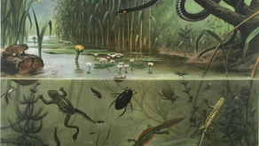 School als eco-systeem