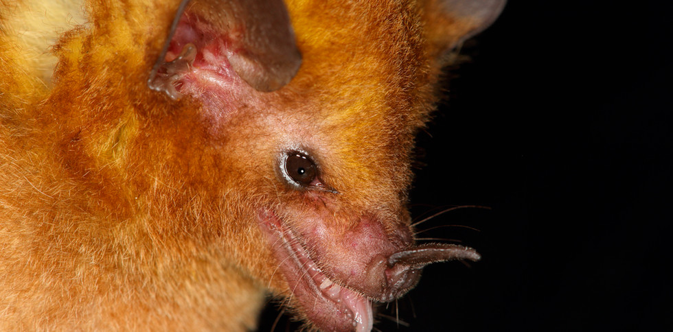 Common long-tongued bat (Glossophaga soricina)