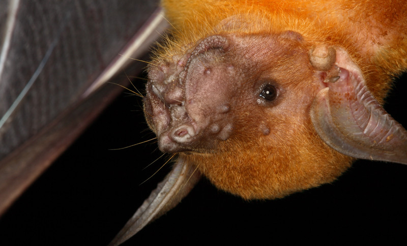 Fishing bat from Belize (Noctilio leporinus)