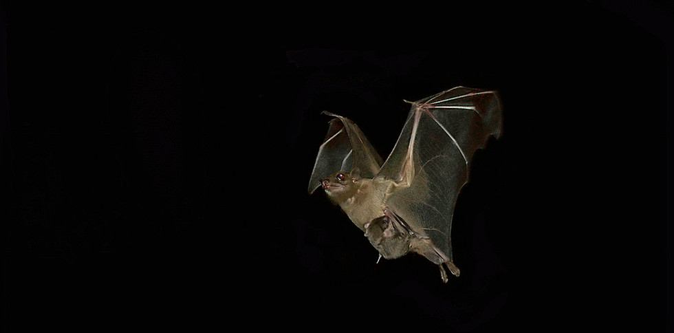 Rousettus aegyptiacus