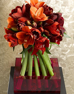 amaryllis red star