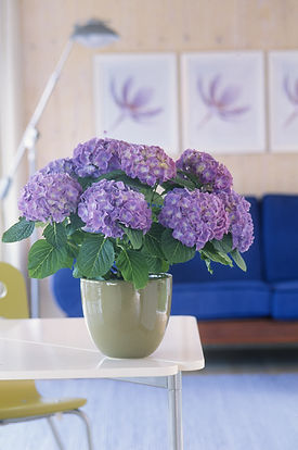 BLUE HORTENSIA