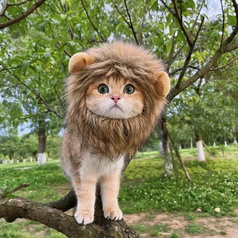 Miniatura: Novo bonito engraçado animais de estimação roupas boné bonito gato peruca le