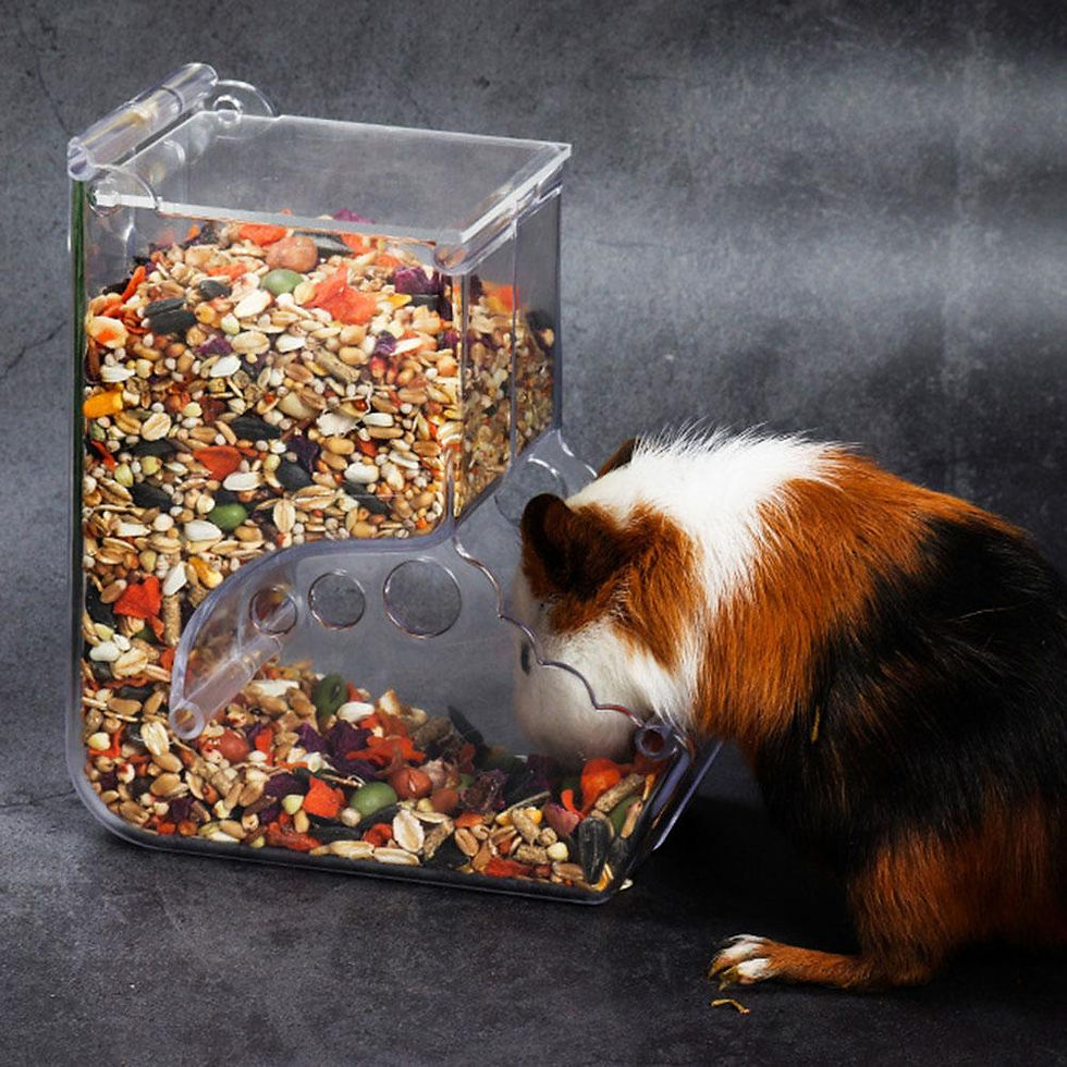 Miniatura: Alimentador Automático Transparente para Hamsters e Pequenos Animais🐾