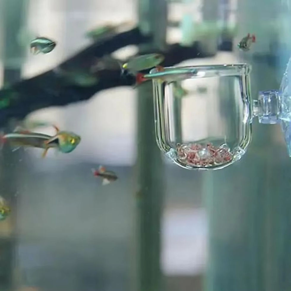 Miniatura: Alimentador de peixes waterdash berçário pote de vidro decoração do aquário