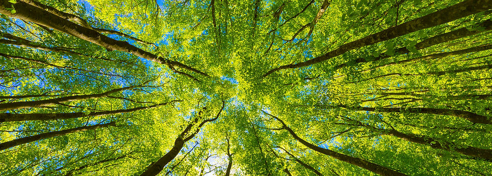 cimes des arbres vu du sol. Reliant le ciel bleu. Les arbres sont feuillus d'un vert pomme luisant.