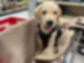pup.jpg