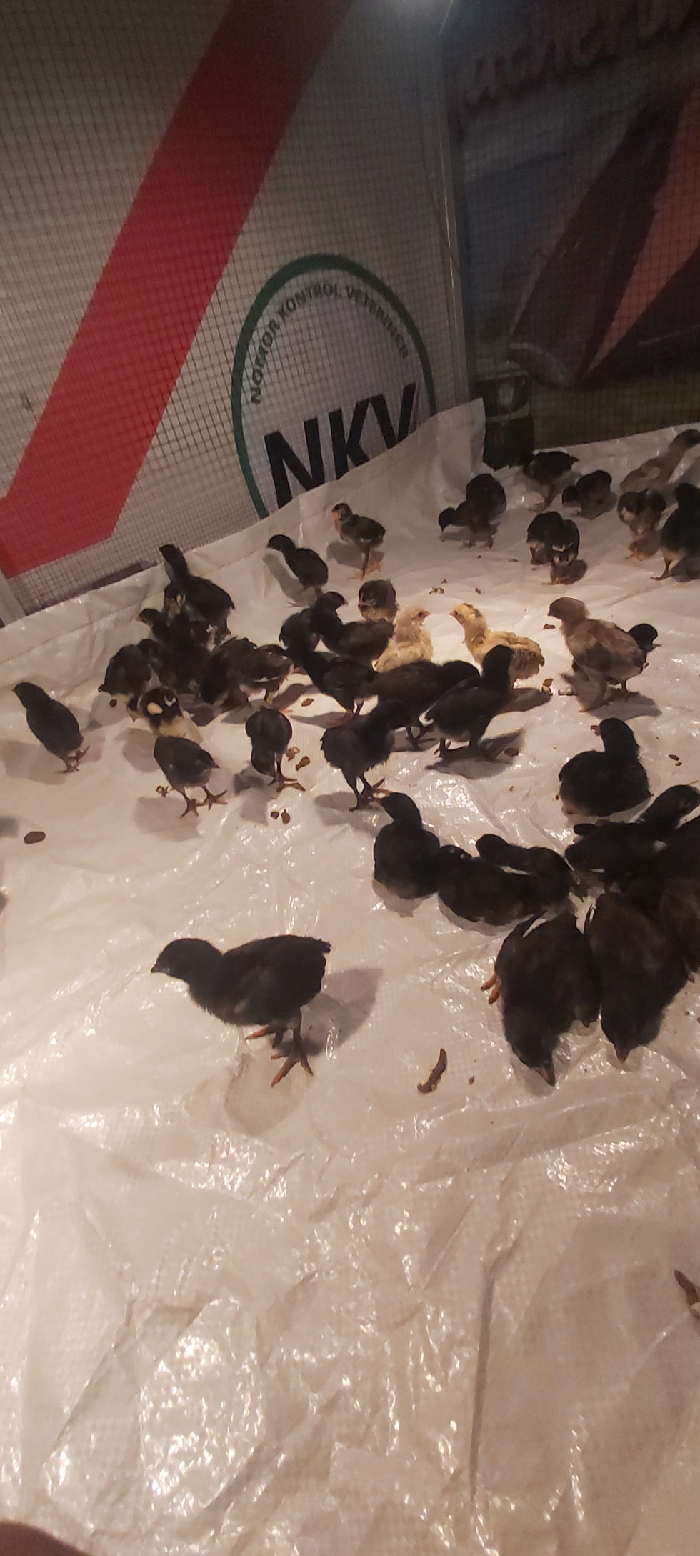 Ayam joper Black Magnum