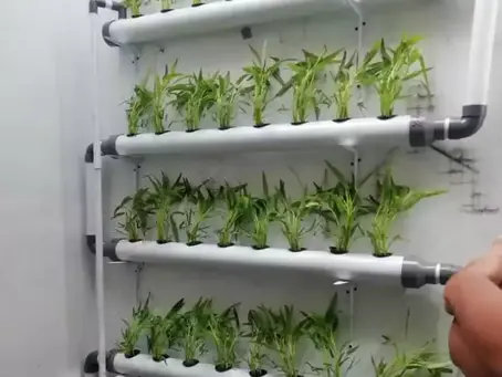 Budidaya Sayuran Hidroponic