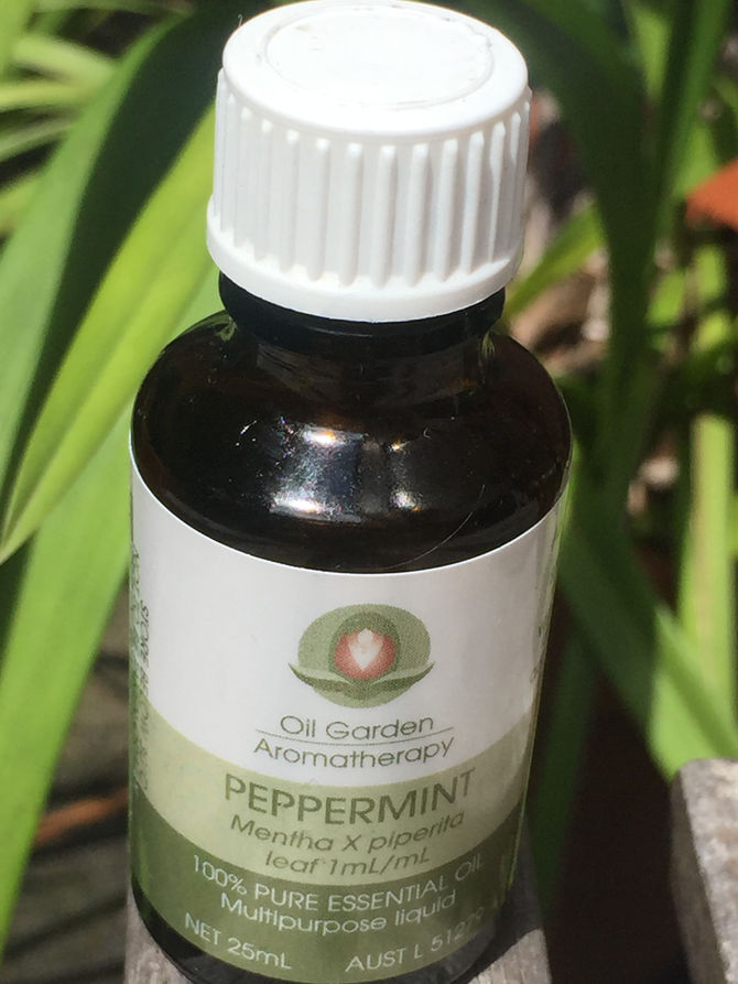 Peppermint Essential Oil for Household Pests