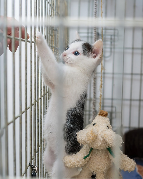 chaton dans la cage d'un refuge en attente d'une adoption
