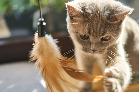 chat qui jour avec un plumeau