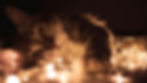 chat dans des lumières