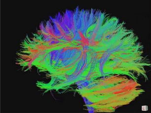 Executive Functions