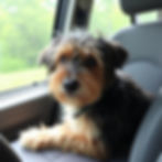 bits of dog hair all over the seat of a car.jpg