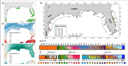 Mangroves brave the northern cold despite reduced genetic variation