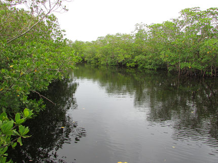 Florida mangrove roadtrip