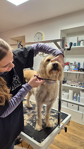 Ausbildung zum Hundefriseur