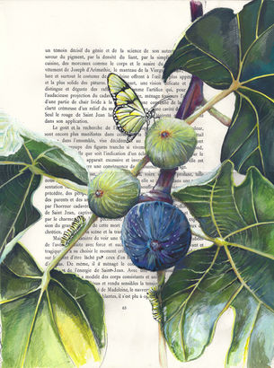 Fruits & légumes 15.jpg