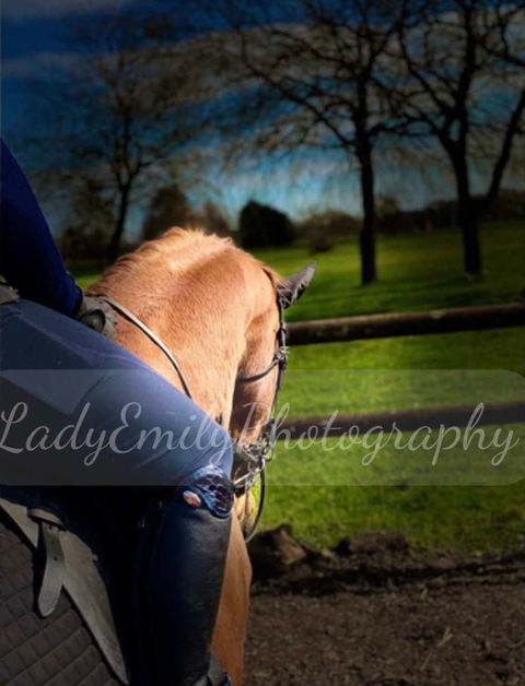 Equine, a bond, trust and connection