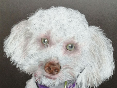 Half Price Pet Pictures