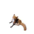 RENARD QUI SE GRATTE