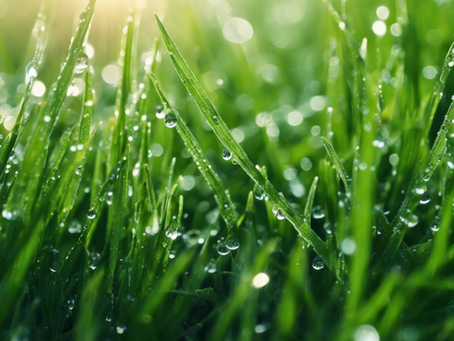 Top-rated mowing and pressure washing services in Hunter Valley