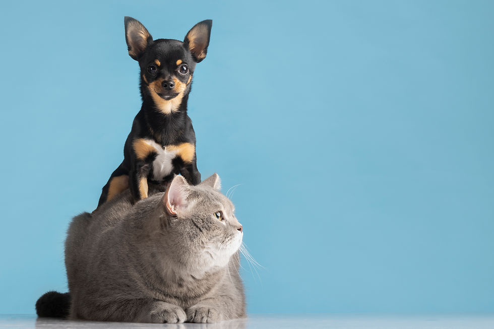 beautiful-pet-portrait-small-dog-cat.jpg