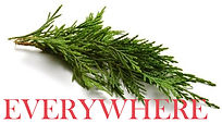 cypress-branch_EVERYWHERE.jpg