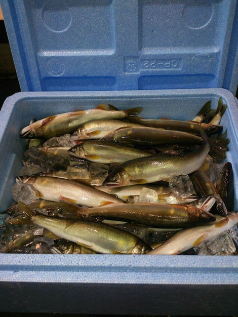 鮎がいっぱい。塩焼きが定番ですが、他にもいろいろ出来ますよ。